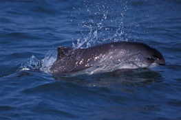 Small, Shy Porpoise Is a Frequent Visitor to the Busy New York Harbor